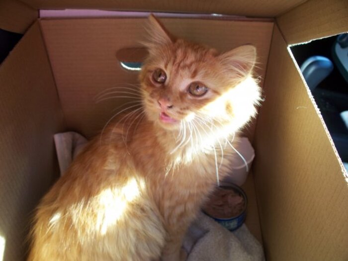 kitten fritz looks out of a cardboard box