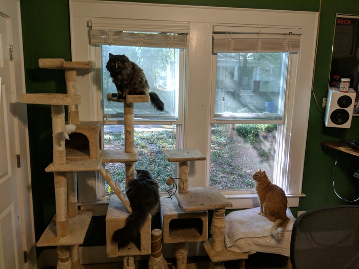 cats on cat tree