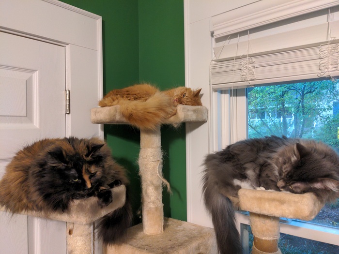 cats on cat tree perches