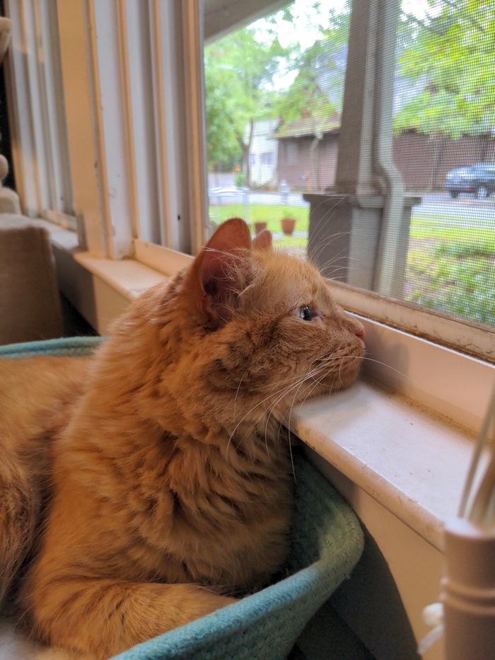 fritz perching his chin on the windowsill as he looks out