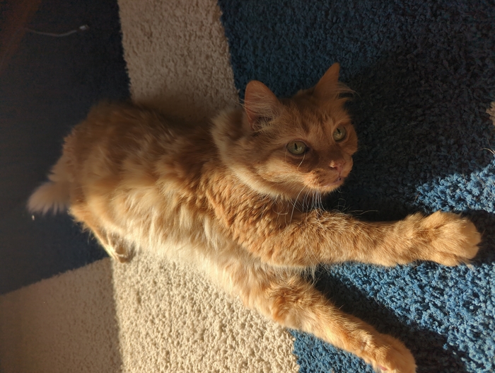 fritz stretched out on a carpet