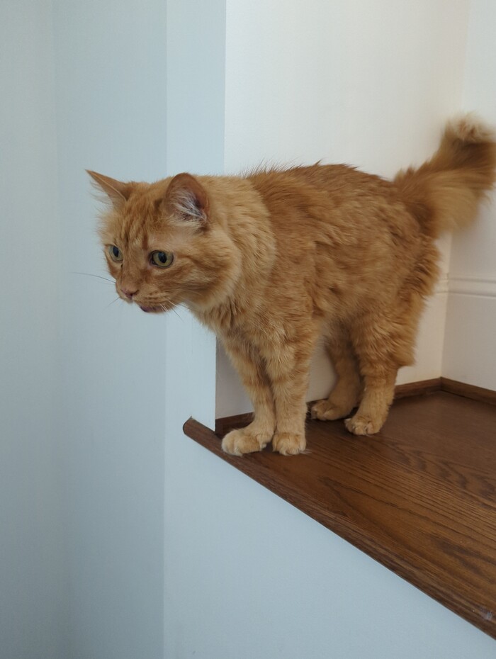 fritz on the garage sill