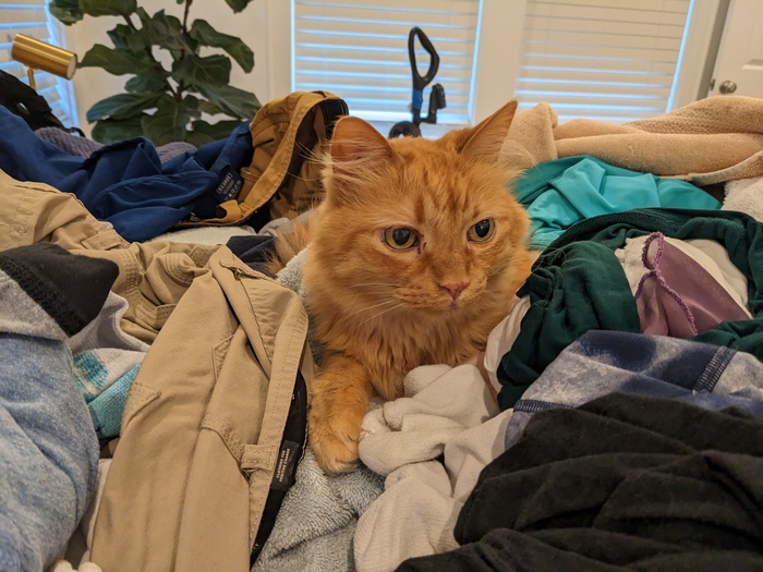 fritz on top of all the laundry