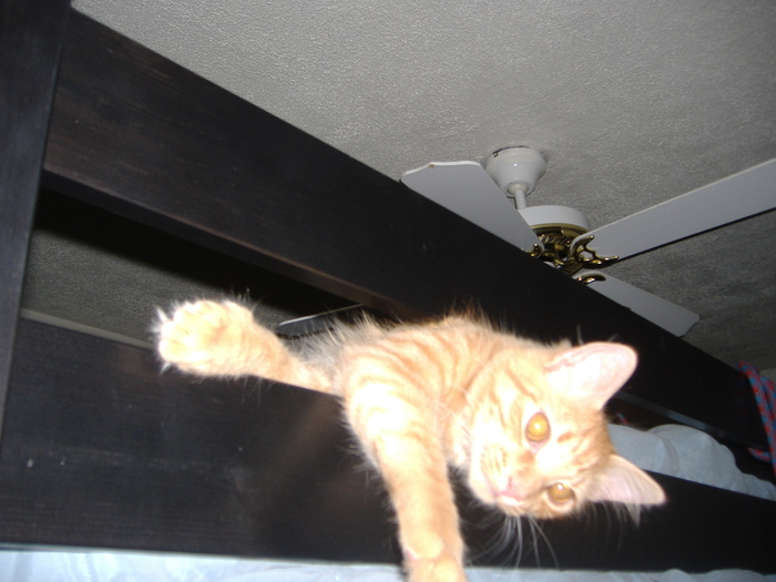 fritz's preferred resting place on my loft bed in Hemphill