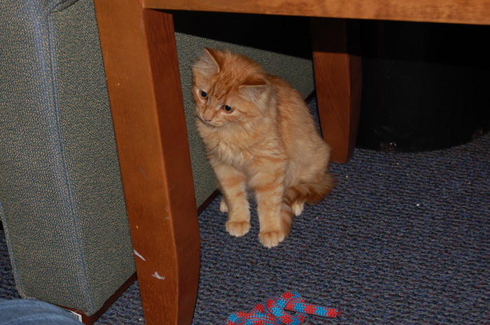 kitten fritz on his first day with us