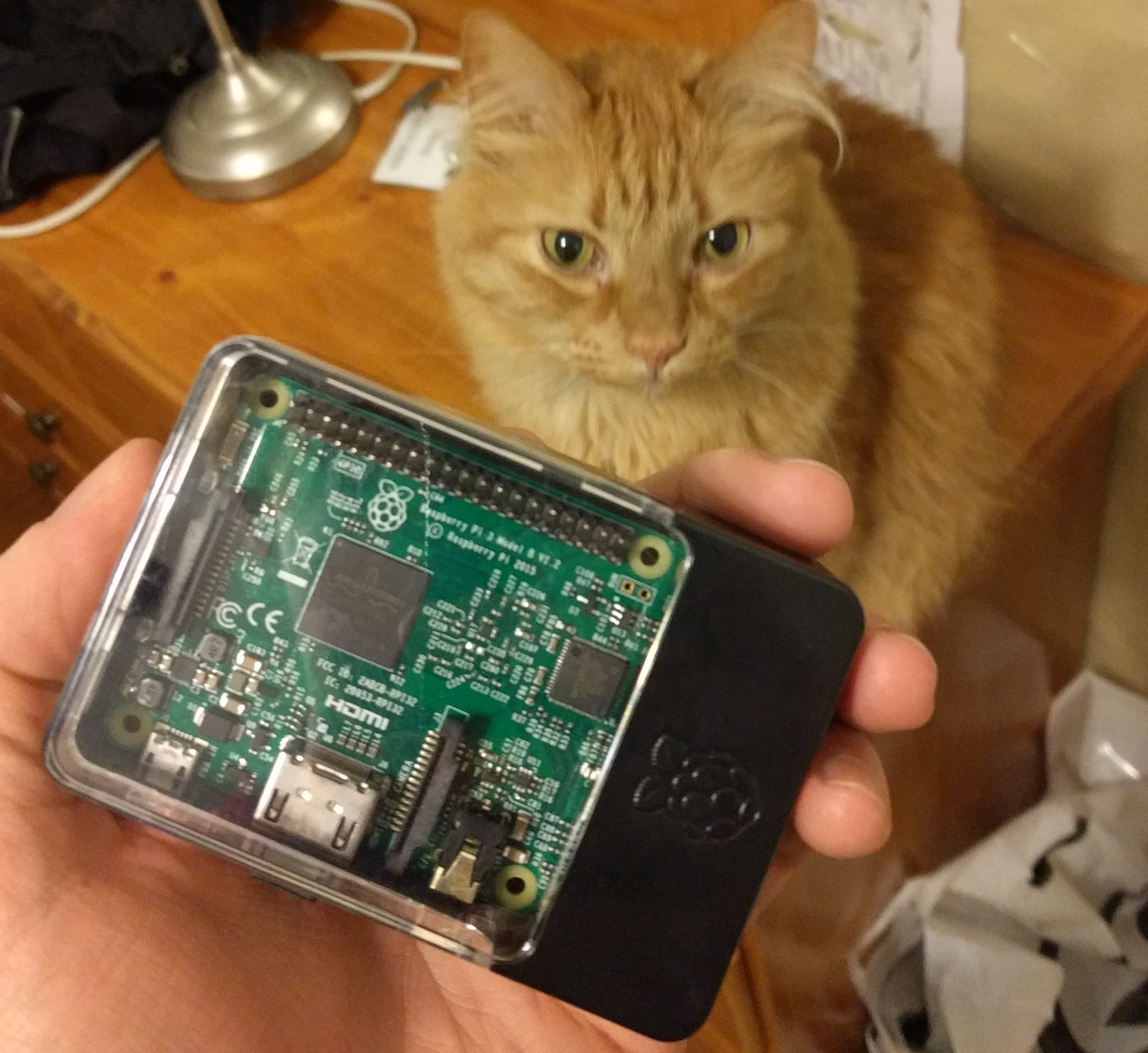 Ryan's hand holding a Raspberry Pi with cat watching