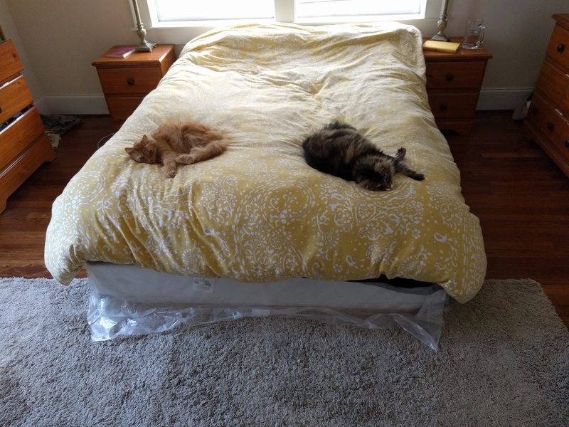 drusilla shares a bed with an orange cat