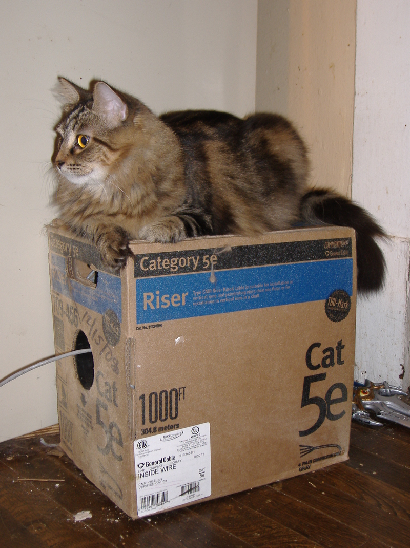 drusilla sits on top of a cat5e box