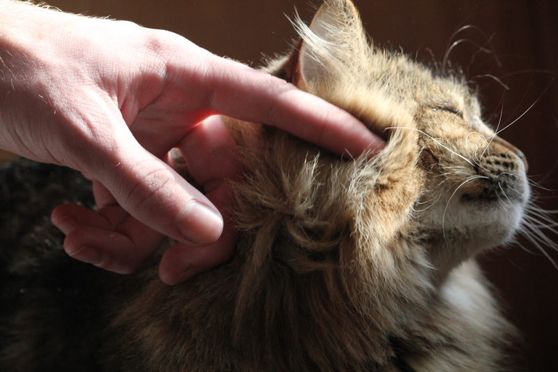 drusilla receives chin scratches and appears to enjoy it