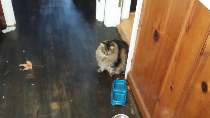 video of drusilla walking through a very messy house to beg to be let outside