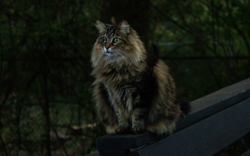 drusilla sits on a fence