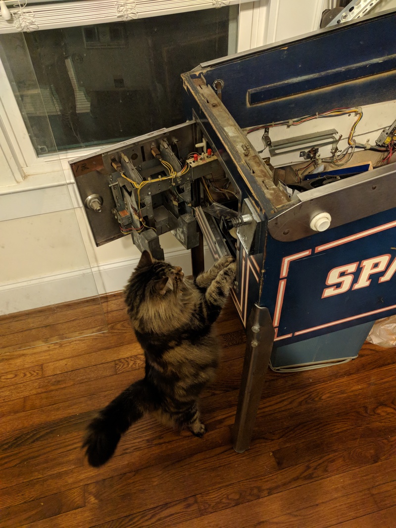 drusilla inspects the inside of a pinball machine that she is not allowed to go inside of because high voltage is bad for cats but no matter how many times I explain it she doesn't seem to understand