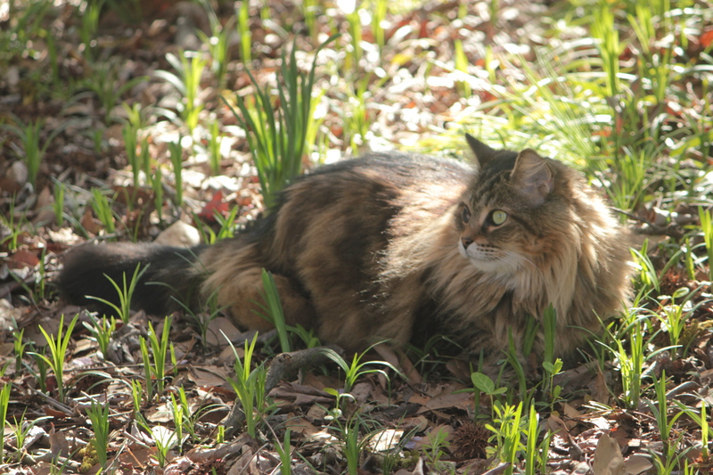 drusilla lays in grass and leaves