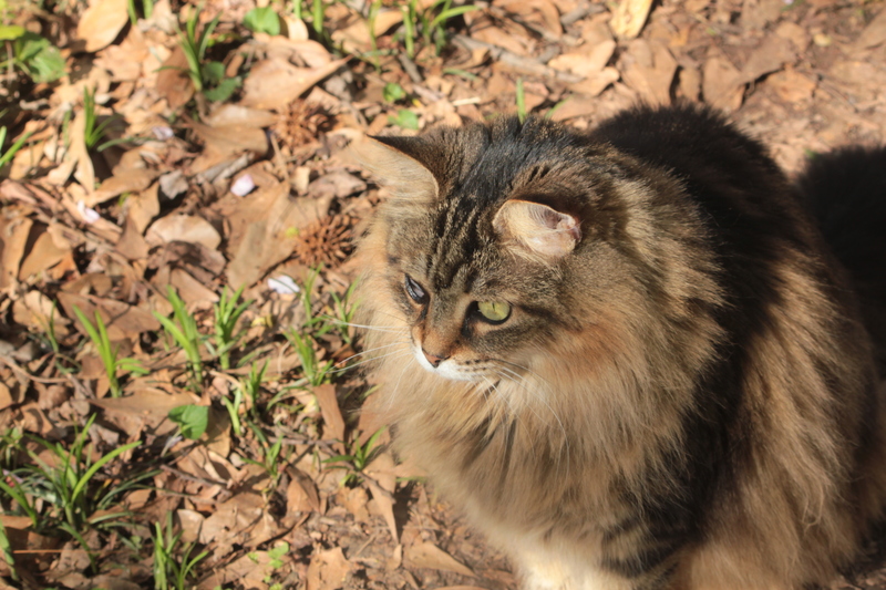 drusilla sits in grass and leaves