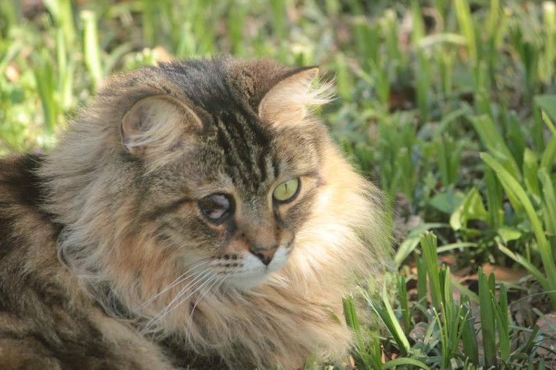 drusilla sits in grass