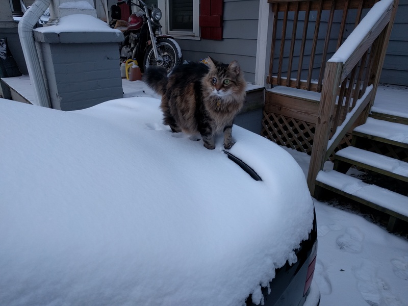 drusilla is confused by the snow