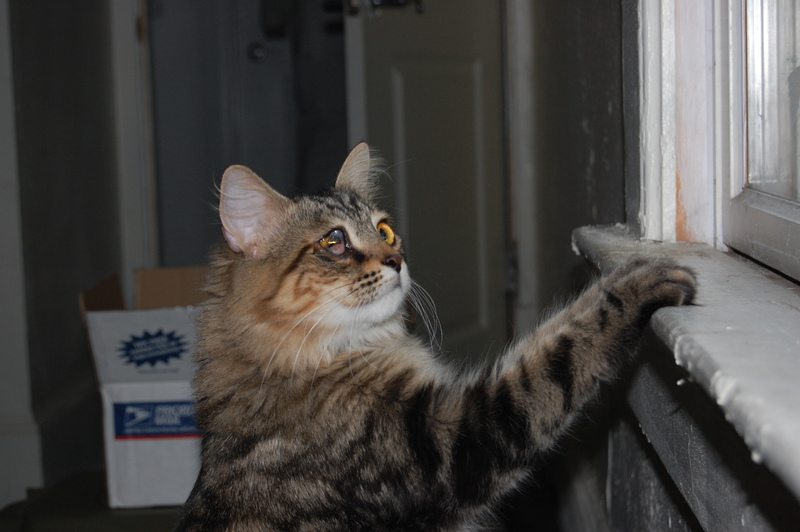 drusilla looks out of a window on the first day we got her; she did not come out of the USPS box in the background